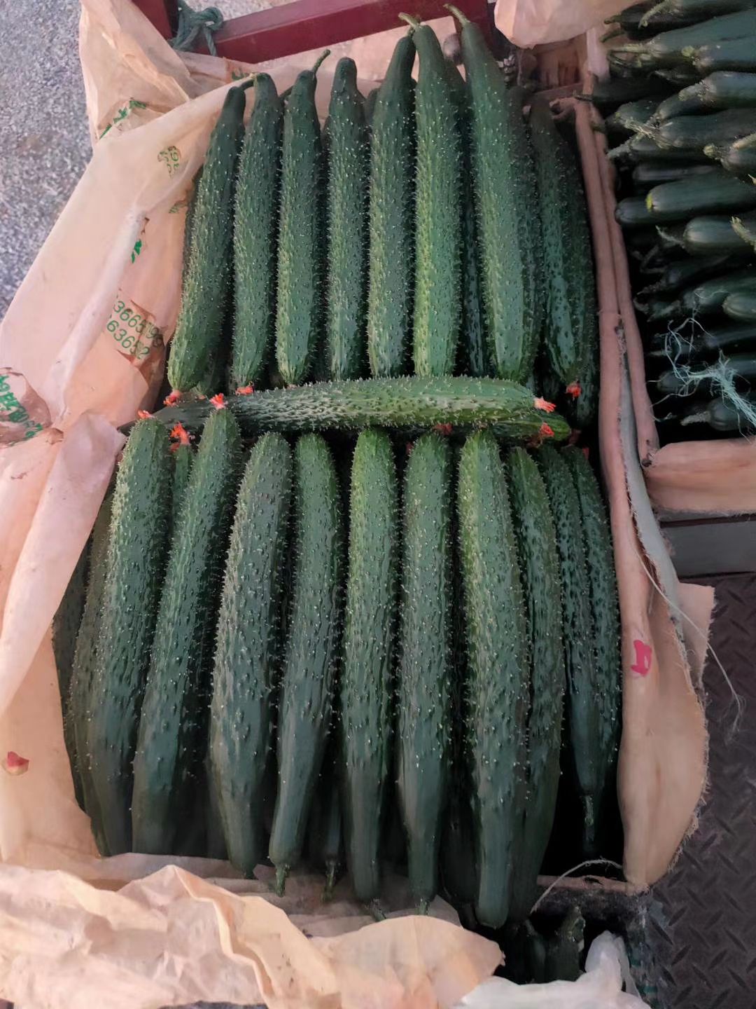 黄瓜种子  全雌油亮型品种，下瓜快，产量高，绿瓤顺直