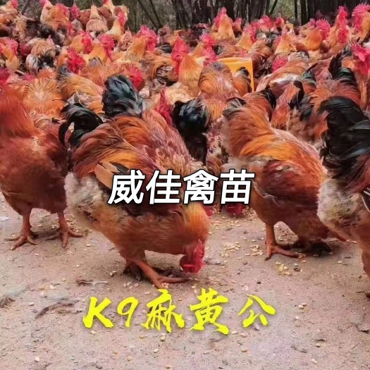 南宁K9鸡苗  鸡苗 K9