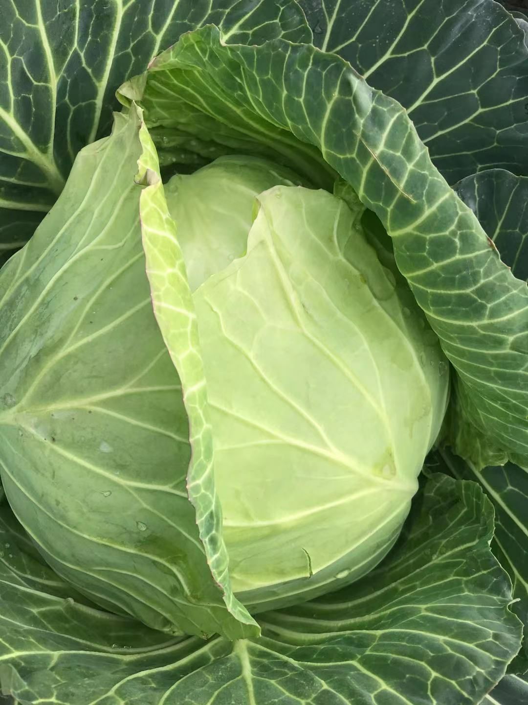 奥奇娜甘蓝  寒将军系列，货优价廉