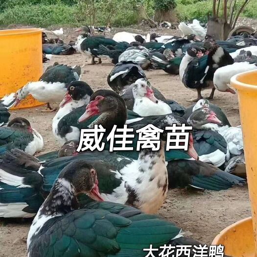 南宁大种西洋鸭苗，火鸭，黑番鸭苗，包打疫苗