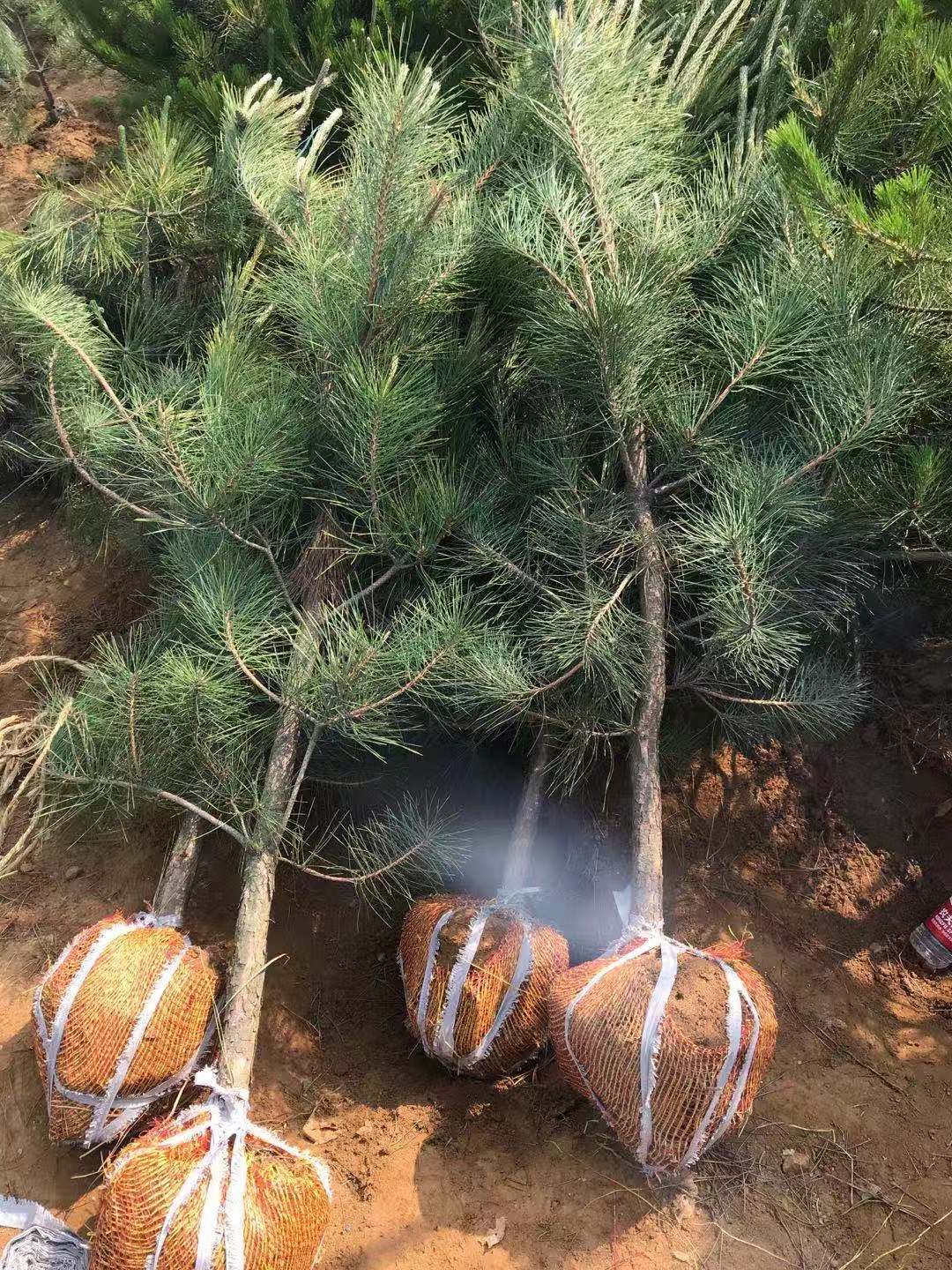 一级黑松苗，山东黑松。优质黑松小苗。