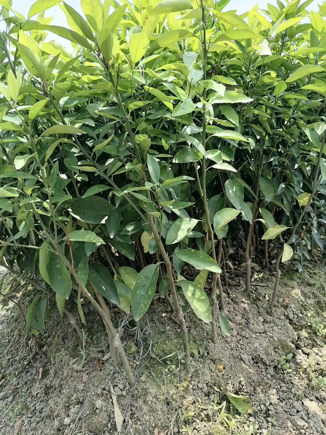 091无核沃柑苗