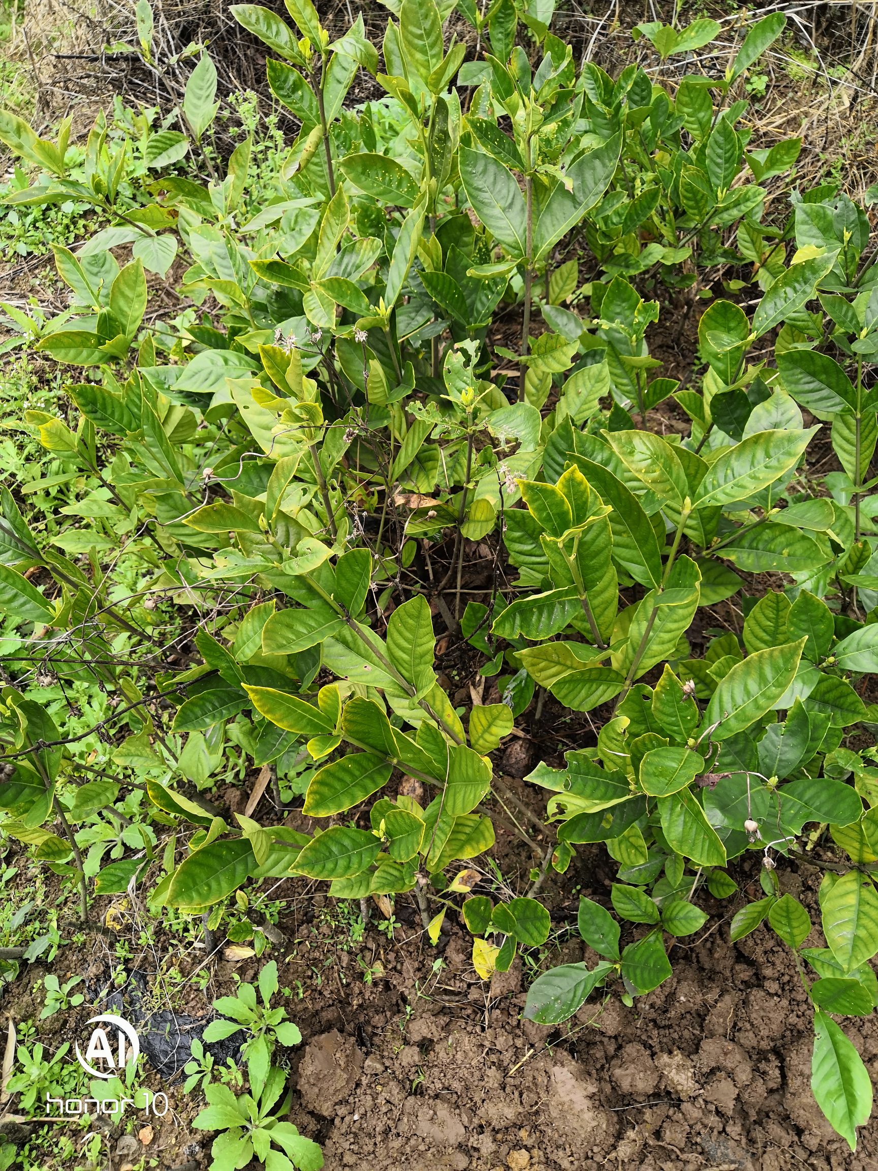 水栀子良种苗，扦插苗根系发达粗壮，成活率高