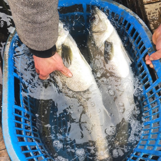 防城港淡水鲈鱼 