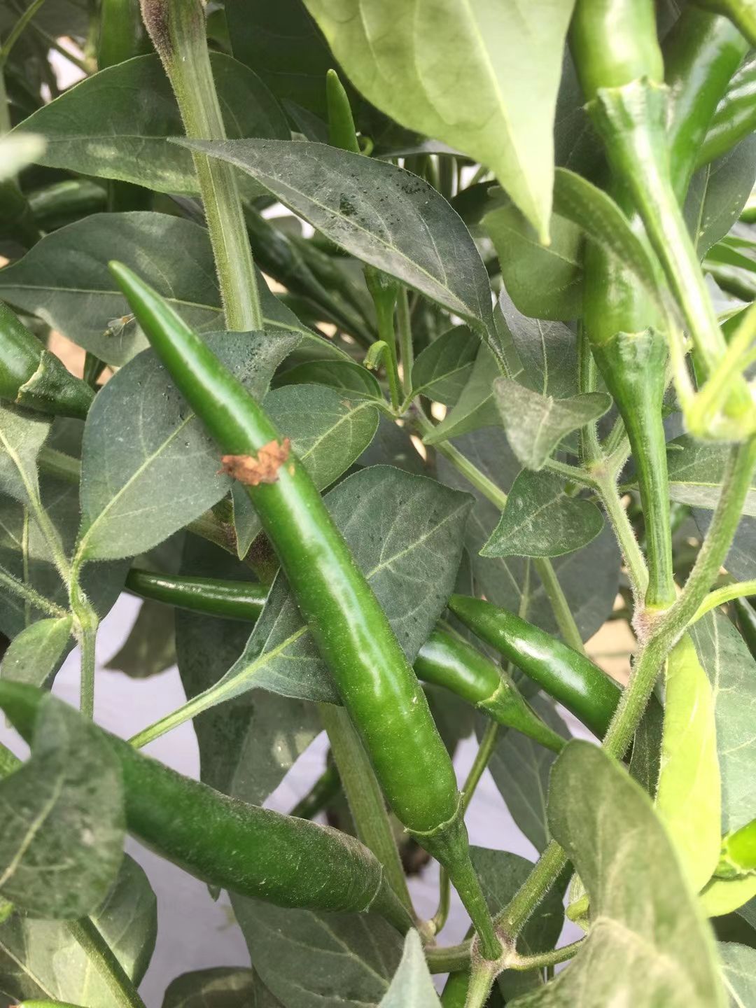 朝天椒种子 大果型，产量高，抗病强