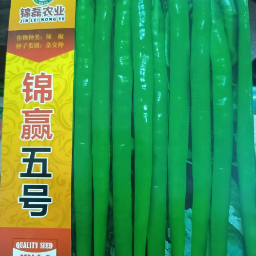 商丘线椒种子 翠绿色线椒，挂果量大