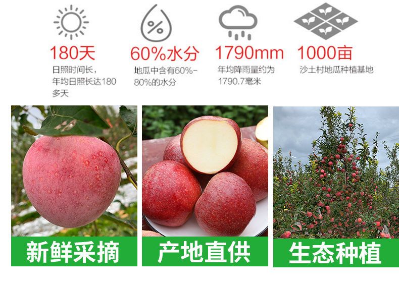 40年老树秦冠苹果5/10斤天然丑水果粉面刮泥辅食非富士