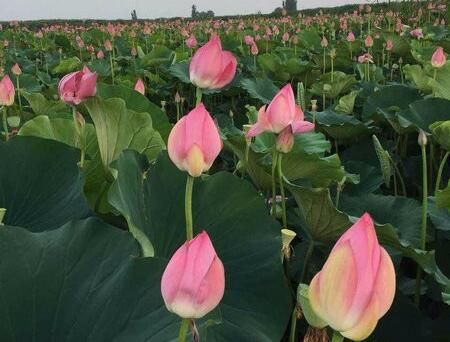 太空莲36号藕种 泥藕