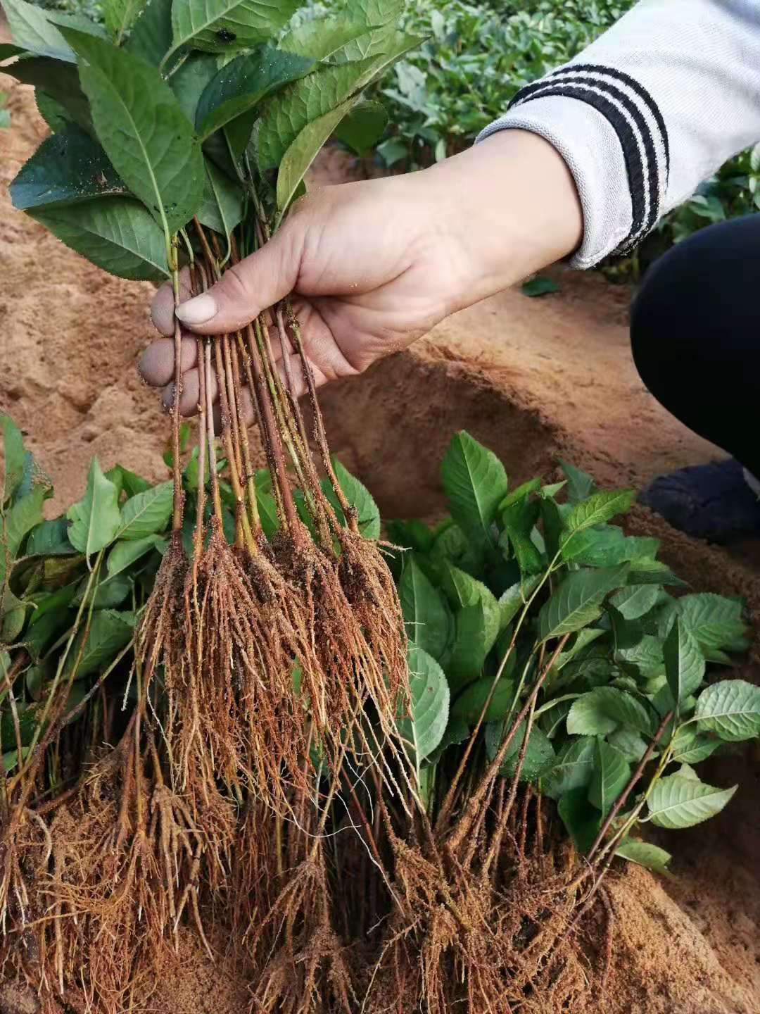 樱桃砧木  吉塞拉矮化6号12号Y1砧木可嫁接所有樱桃品种，亲和力强