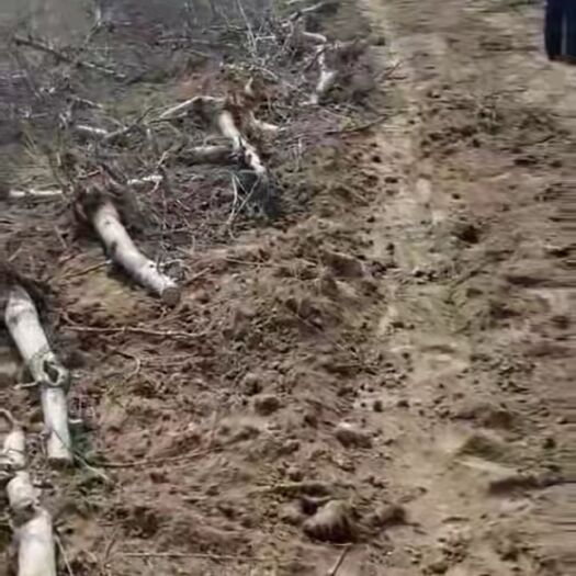 绛县苹果树苗 占地果树