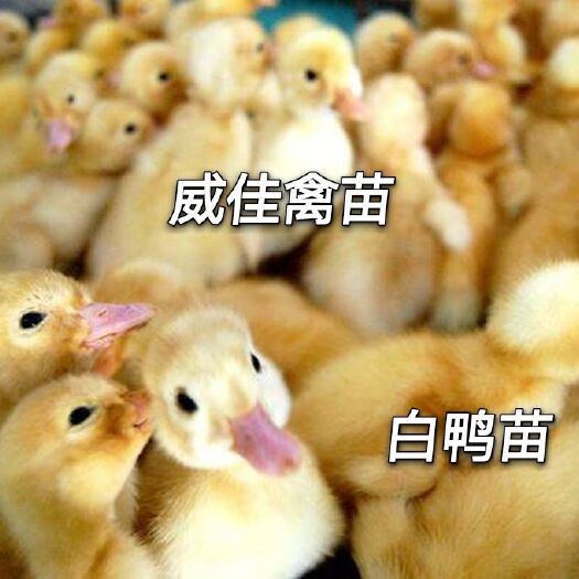南宁白鸭苗 桂柳鸭苗  鸭苗批发