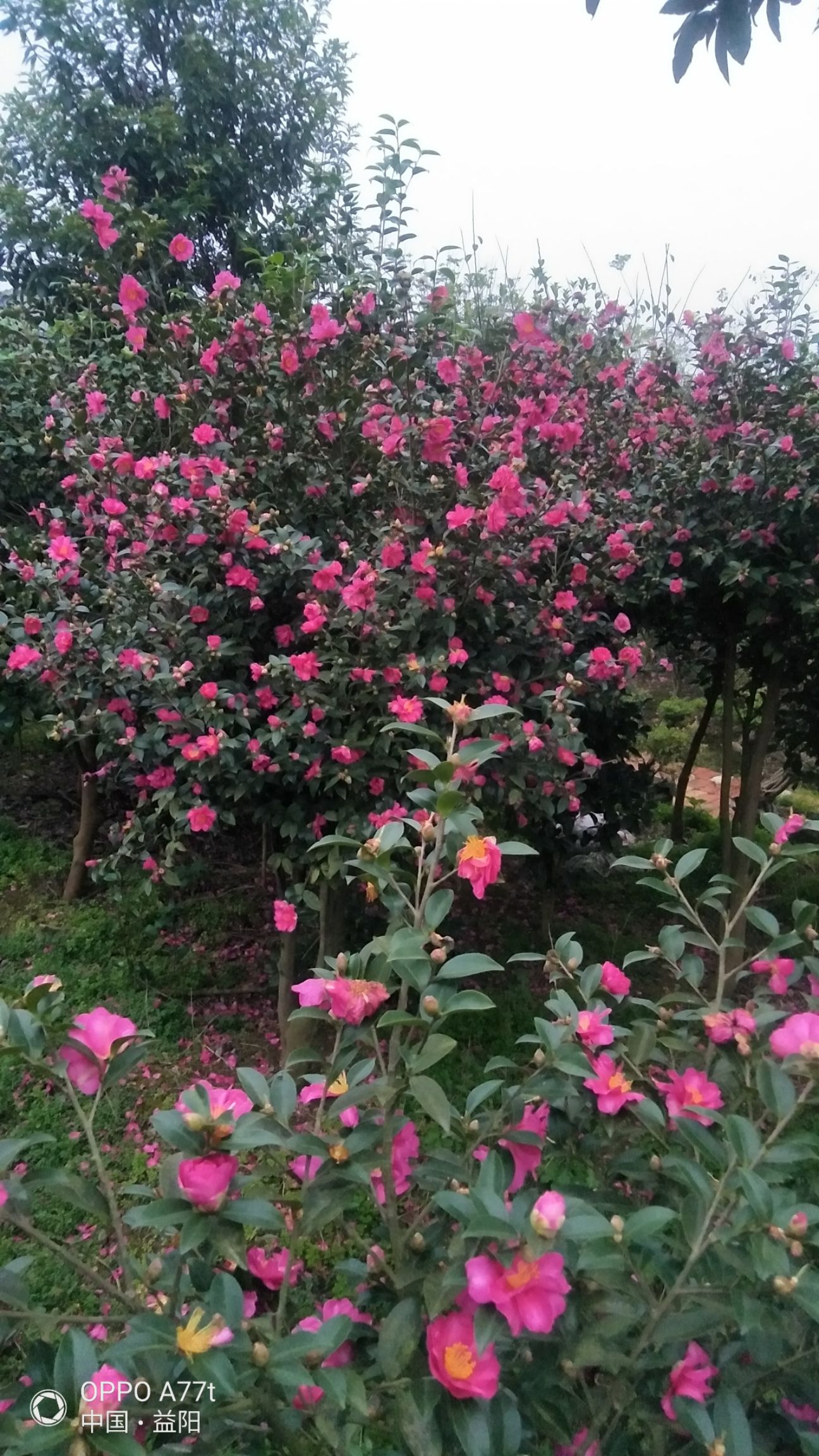 三十多个品种的茶花茶梅   2一28公分杆径 一树同开七种花