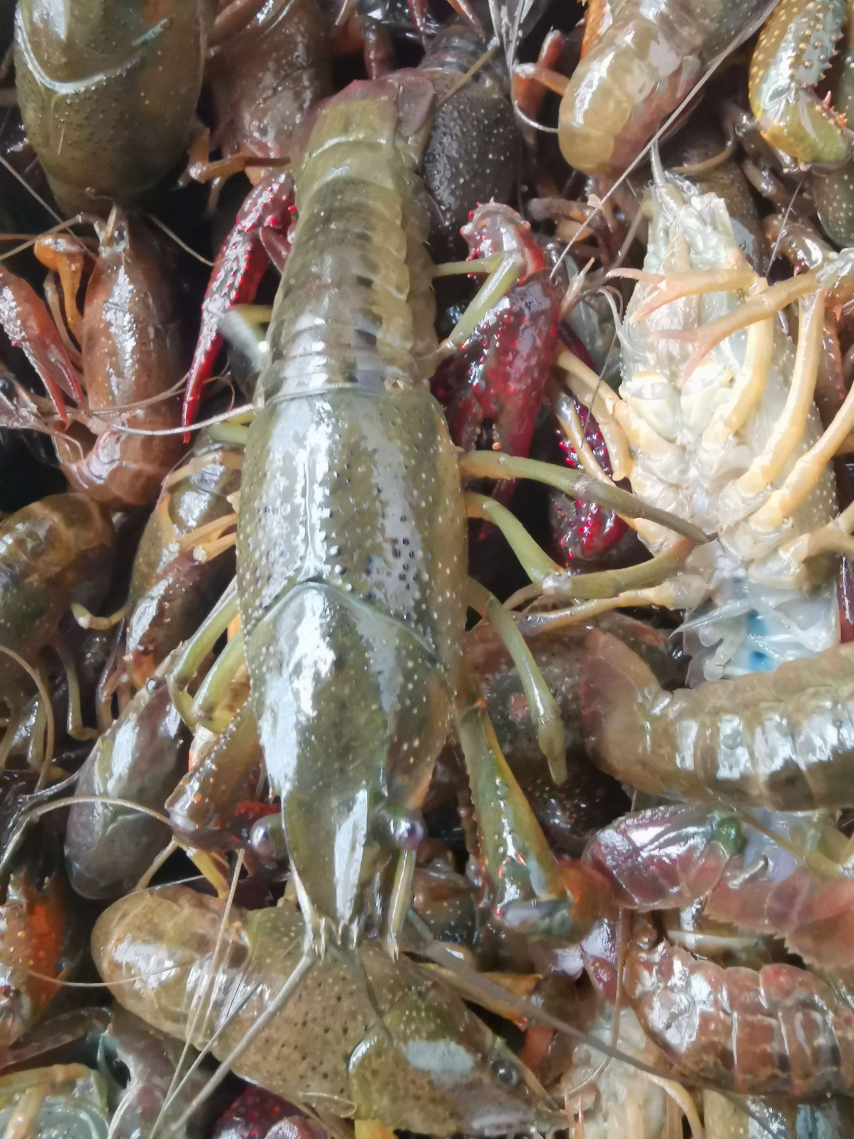 湖北洪湖【军奇水产】龙虾  大青红全国发货