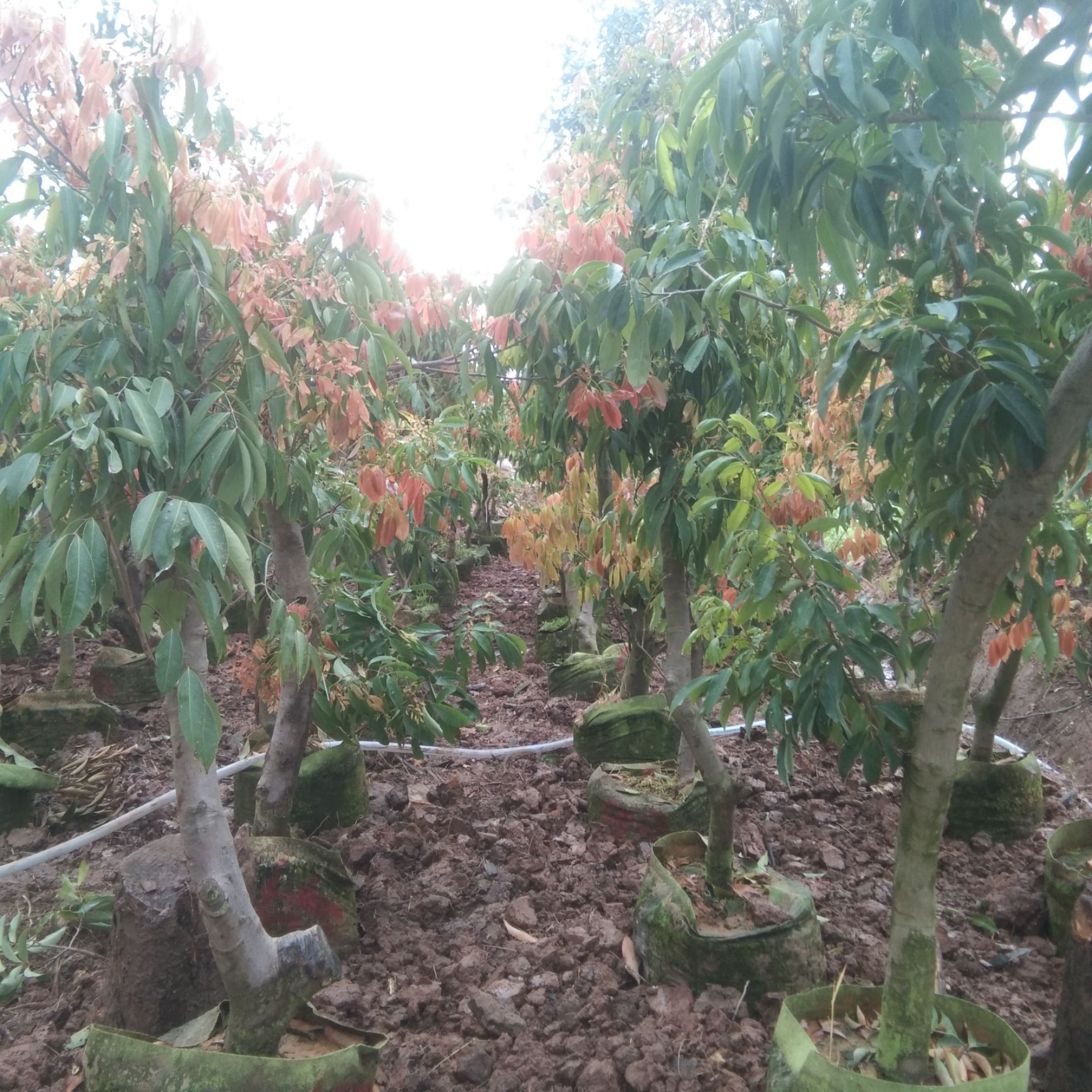 荔枝苗  供应荔枝嫁接苗和高压苗，可提供5公分到20公分以上的大小树。