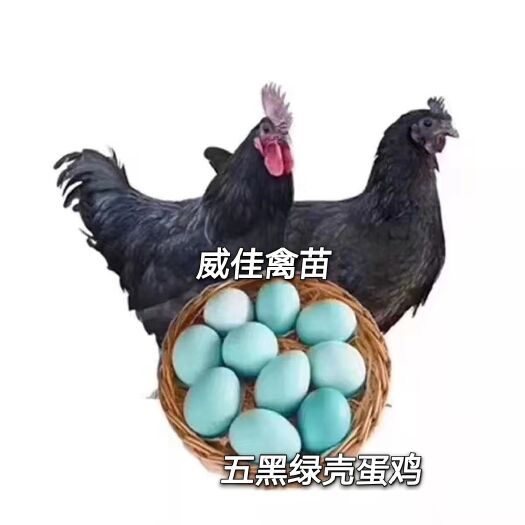 南宁五黑鸡苗 绿壳蛋鸡