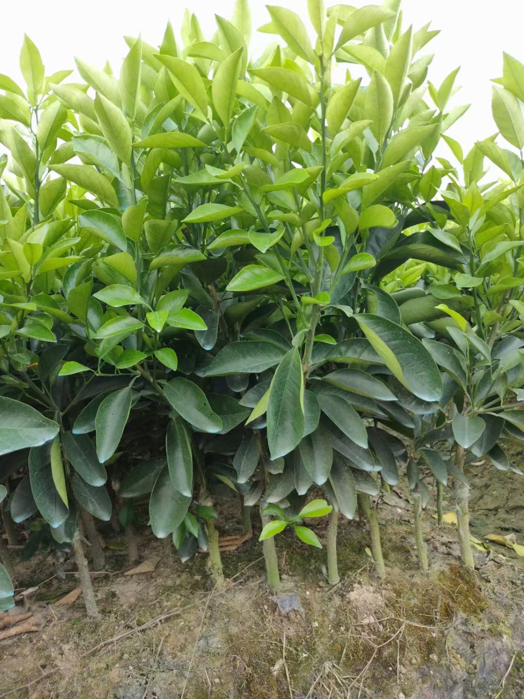 091无核沃柑苗