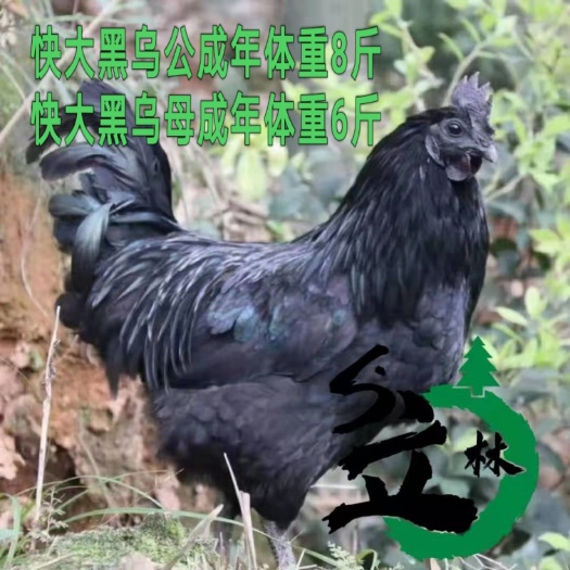 佛山快大乌鸡苗，快大五黑鸡苗，快大肉鸡苗，成年体重公8斤，母6斤