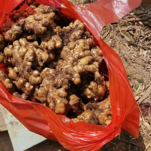 盘州市风姜 长期供应批发各种农产品