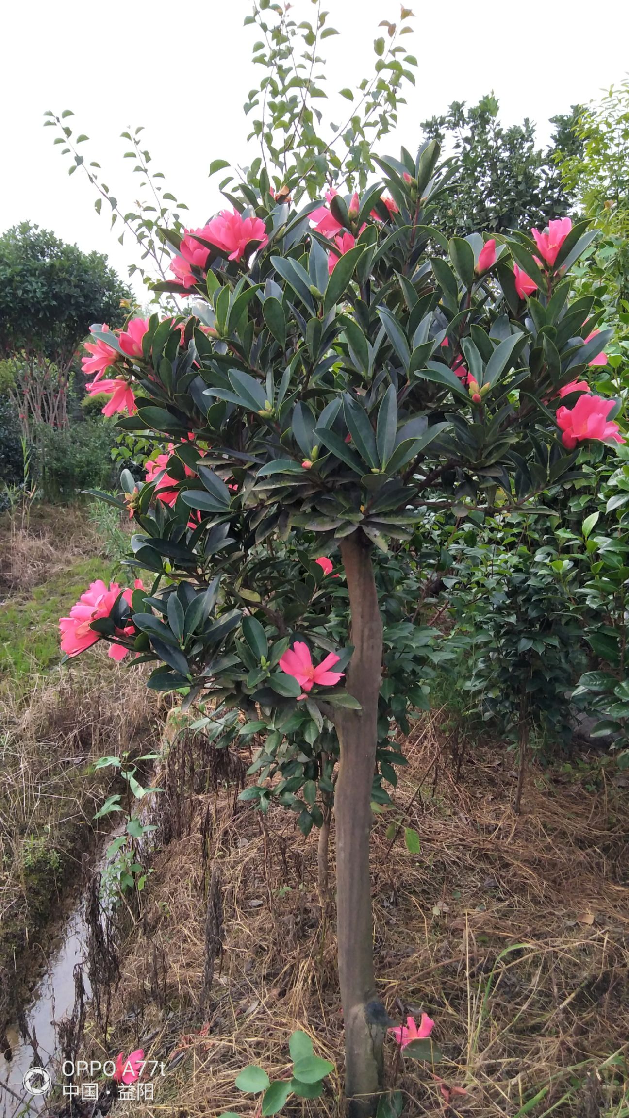 三十多个品种的茶花茶梅   2一28公分杆径 一树同开七种花