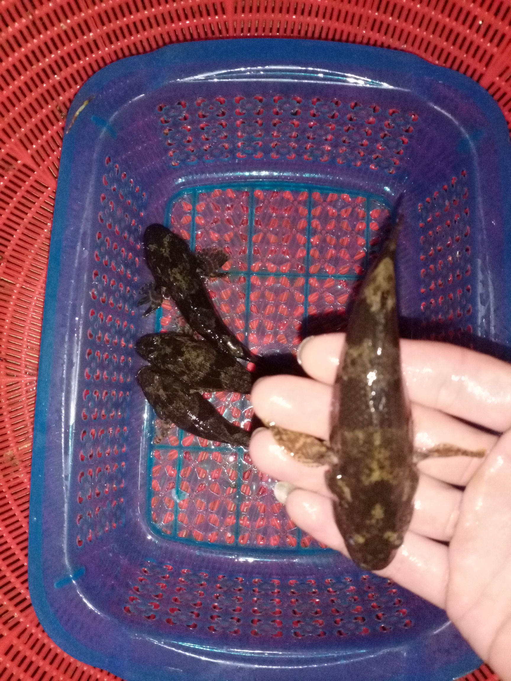 沙塘鳢  35 一斤 不包邮