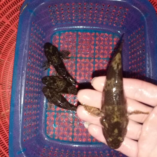 永州沙塘鳢  小杂鱼一起购40一斤包邮。