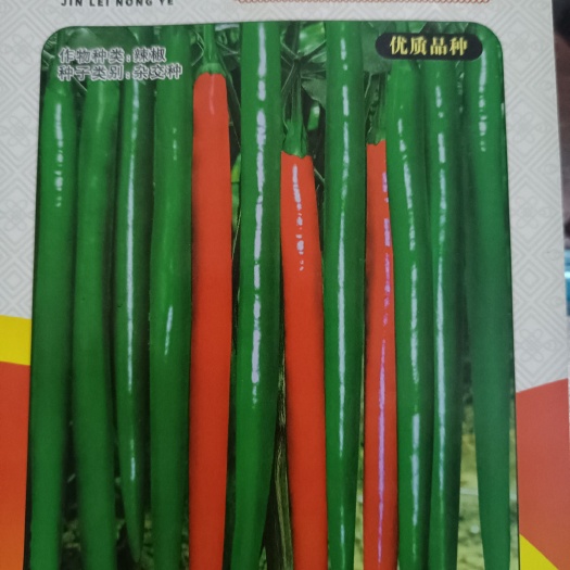 商丘线椒种子  三号线椒，青果深绿，红果鲜艳，光亮顺直