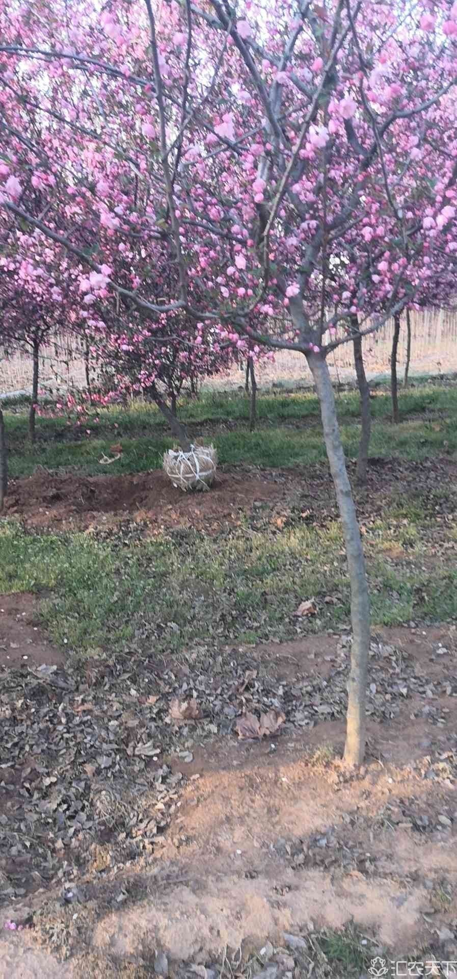 海棠品种基地出售垂丝海棠树苗小叶垂丝海棠免费