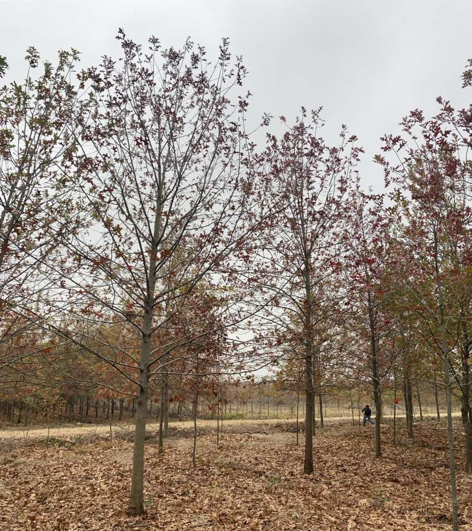 娜塔栎4-15公分低价供应