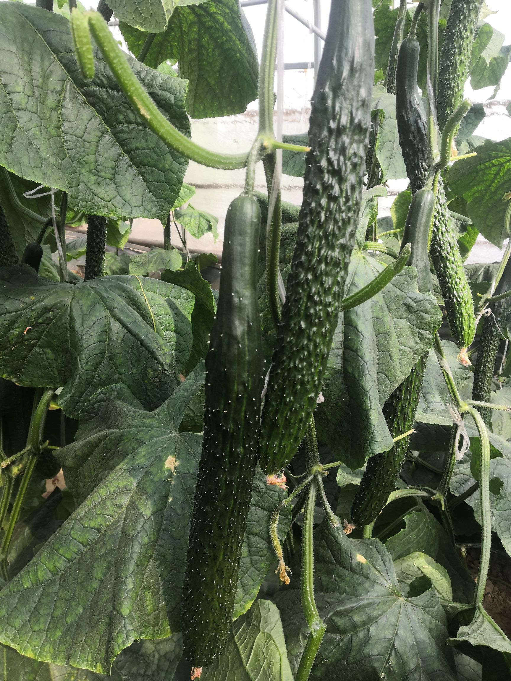 黄瓜种子  全雌油亮型品种，下瓜快，产量高，绿瓤顺直