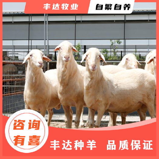 郓城县绵羊  纯种湖羊 多胎高产湖羊 体型大产仔率高 全国货到付款