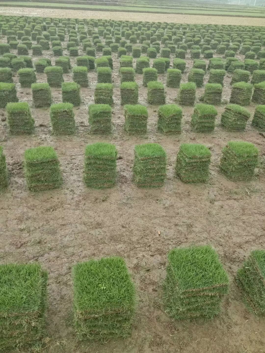 马尼拉草皮 马尼拉 百幕大 果岭草 四季青