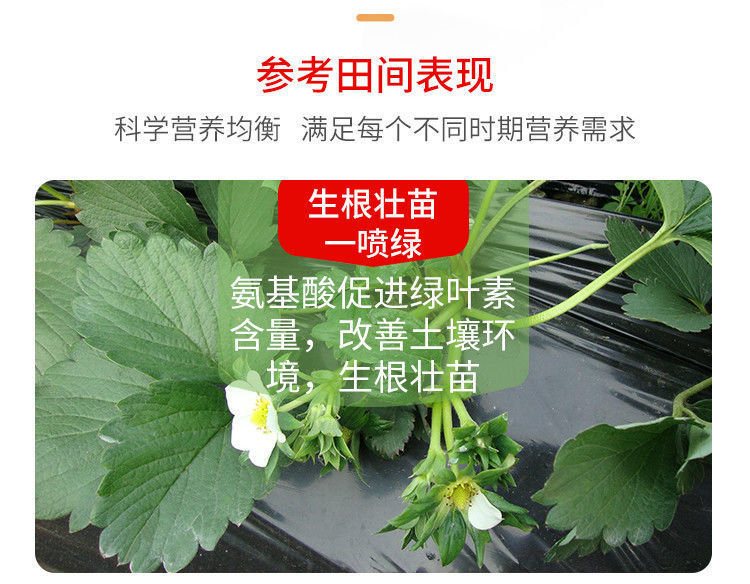 沪联东方红氨基酸叶面肥噴施黄叶一喷绿 补充营养 批发叶面肥