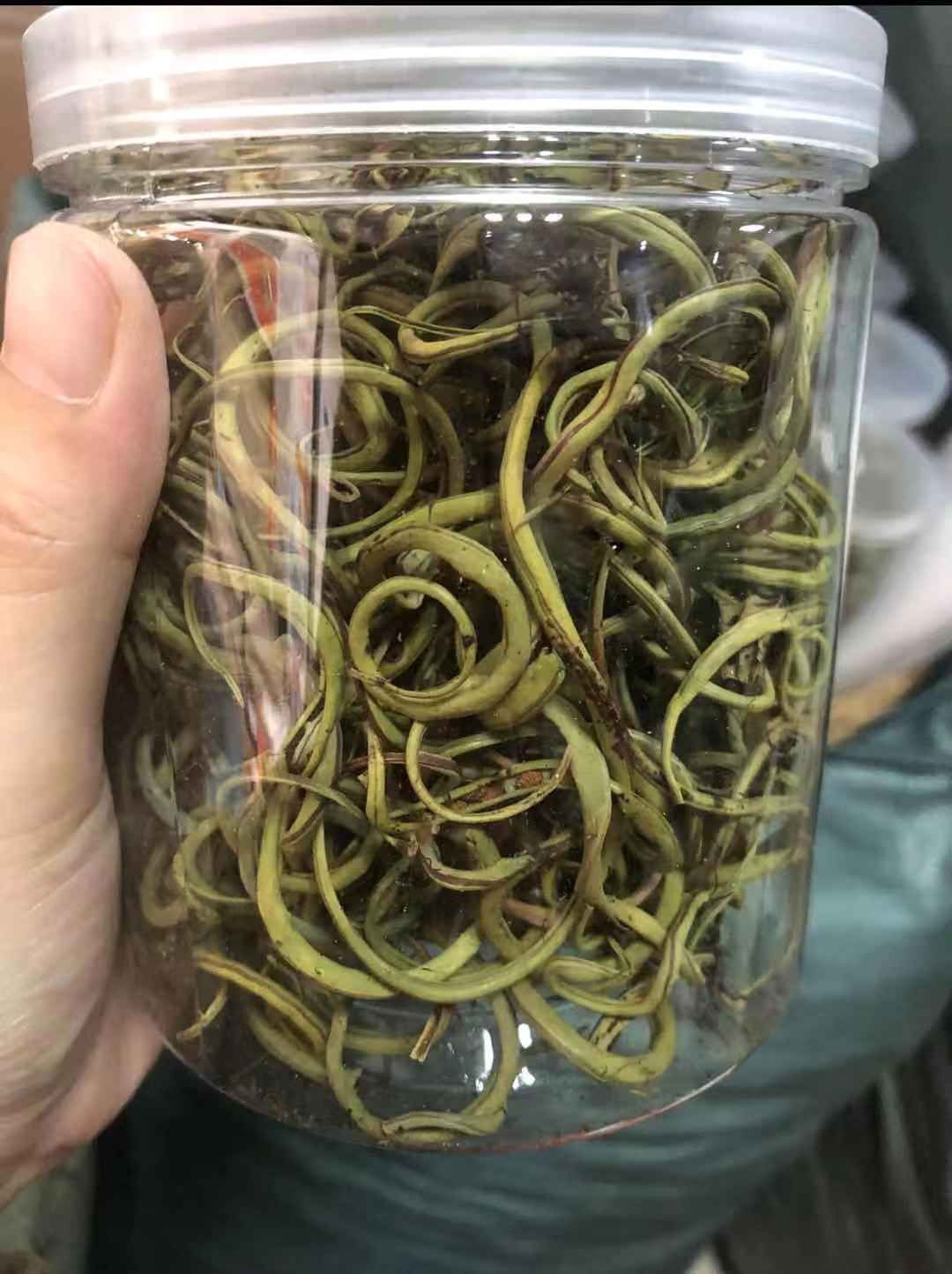 广西化石草50克装足干无打硫磺肾经草，化石草
