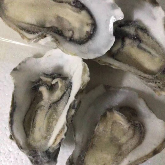 阳江电白牡蛎 养殖基地直供台山蚝，货源稳定，品质保证。欢迎到场参观。