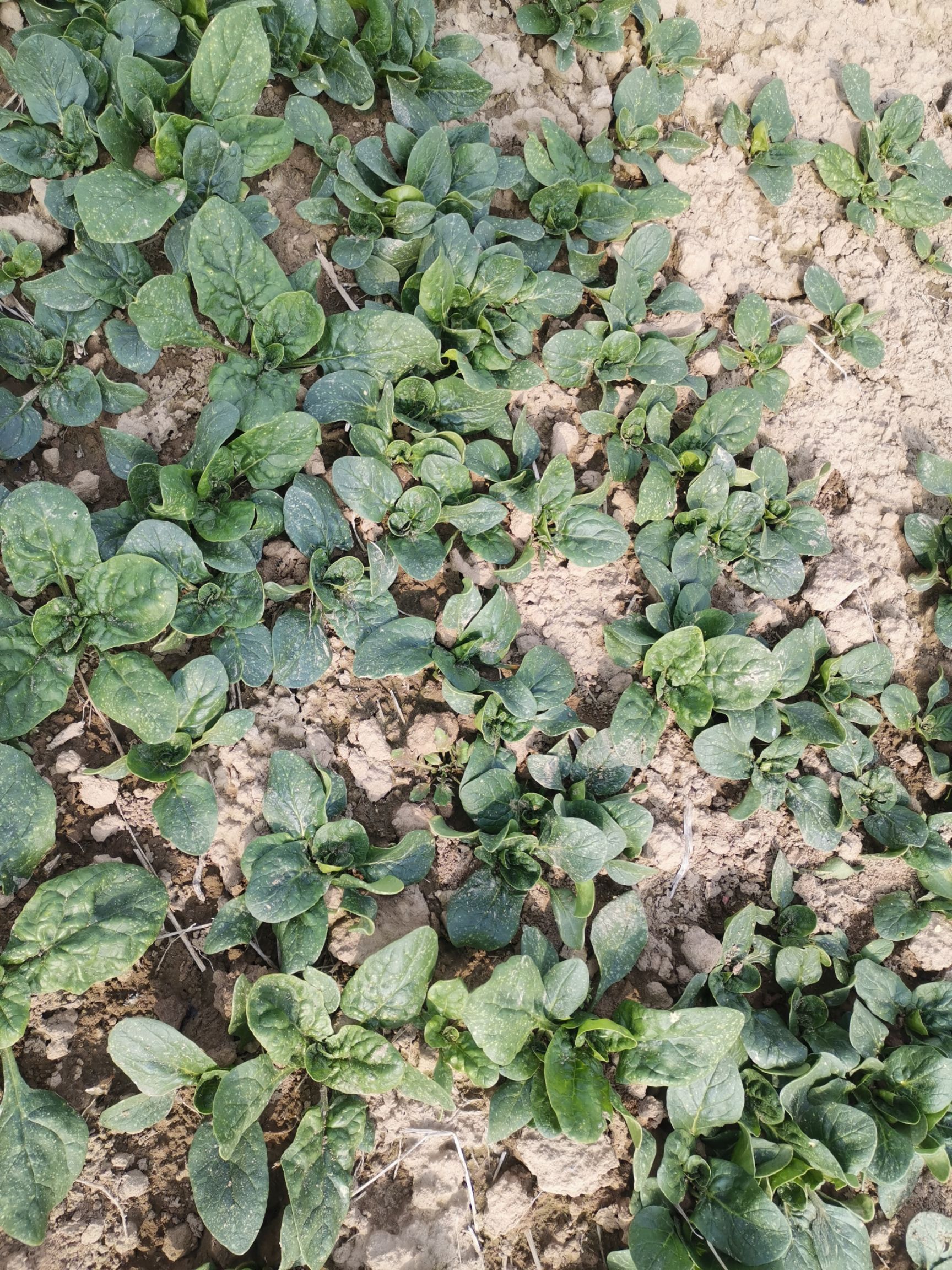 大叶菠菜  自然露天趴地小菠菜厚叶圆叶菠菜脱水菠菜绿色菠菜