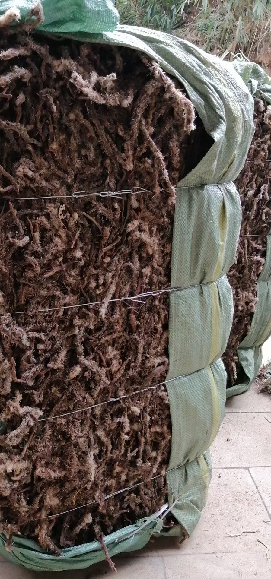 白毛骨碎补，中药材白毛骨碎补