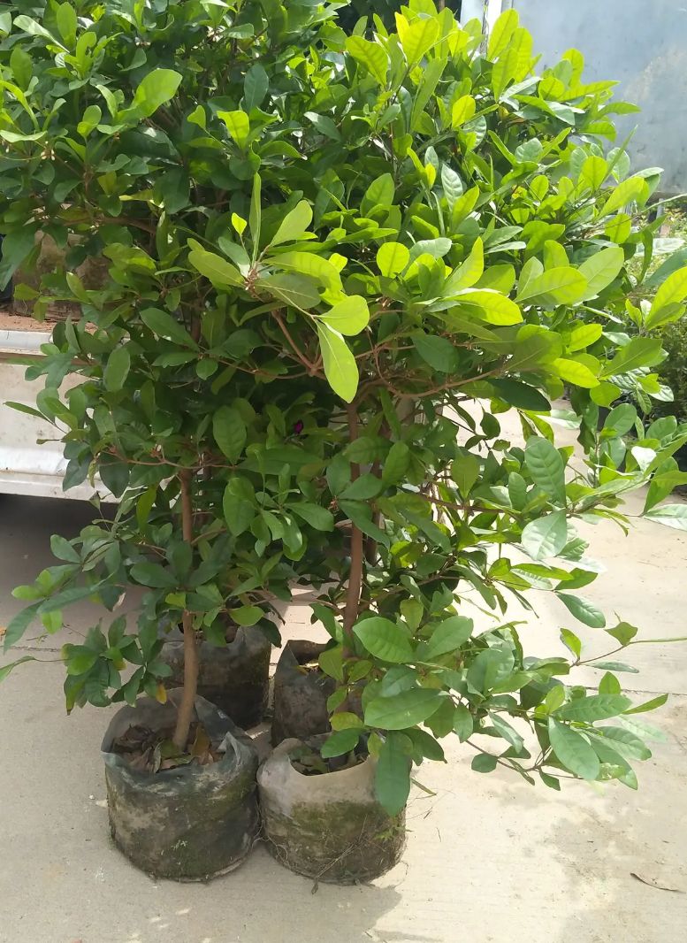  神秘果吃了能改变味觉的神秘果苗，四季神秘果苗神奇果苗