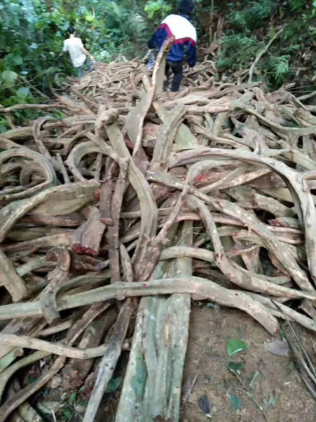 鸡血藤种苗 鸡血藤苗，高丰产，包技术，包回收