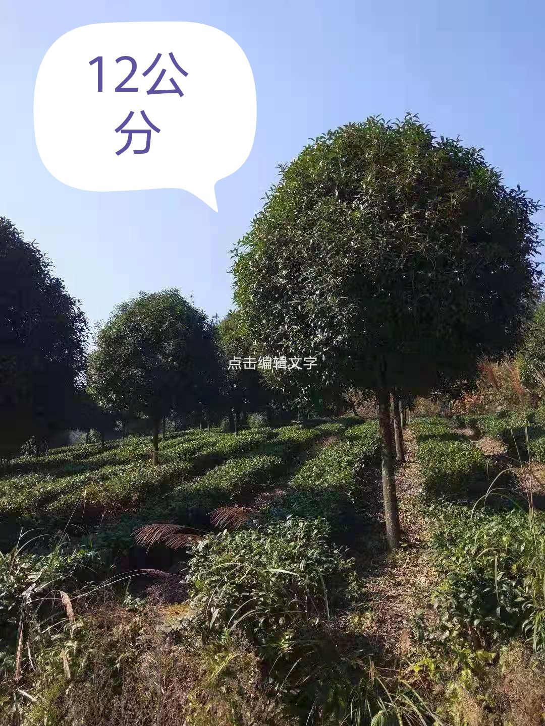 金桂 9-10公分桂花