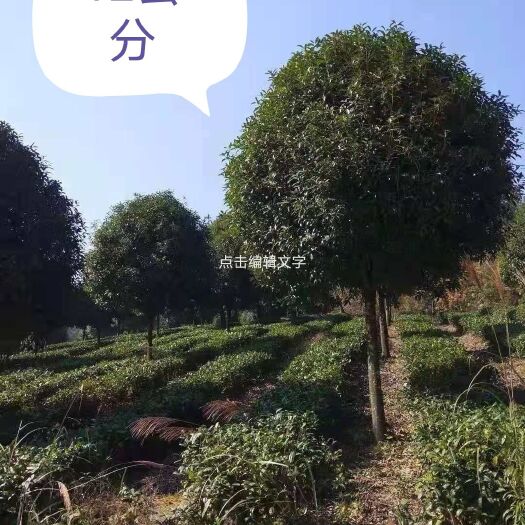 湄潭县金桂 9-10公分桂花