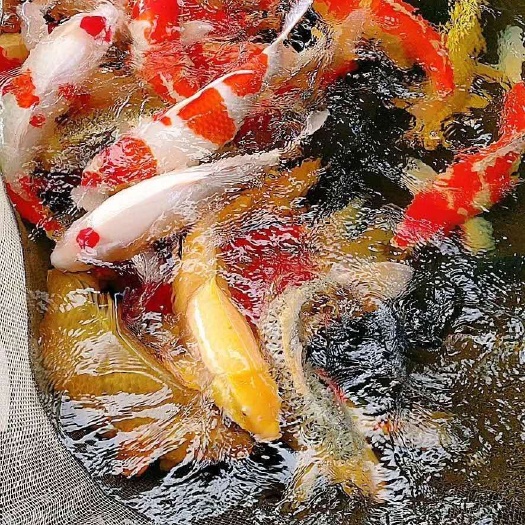 鱼苗，吃奶鱼苗，成活率高，适应能力强