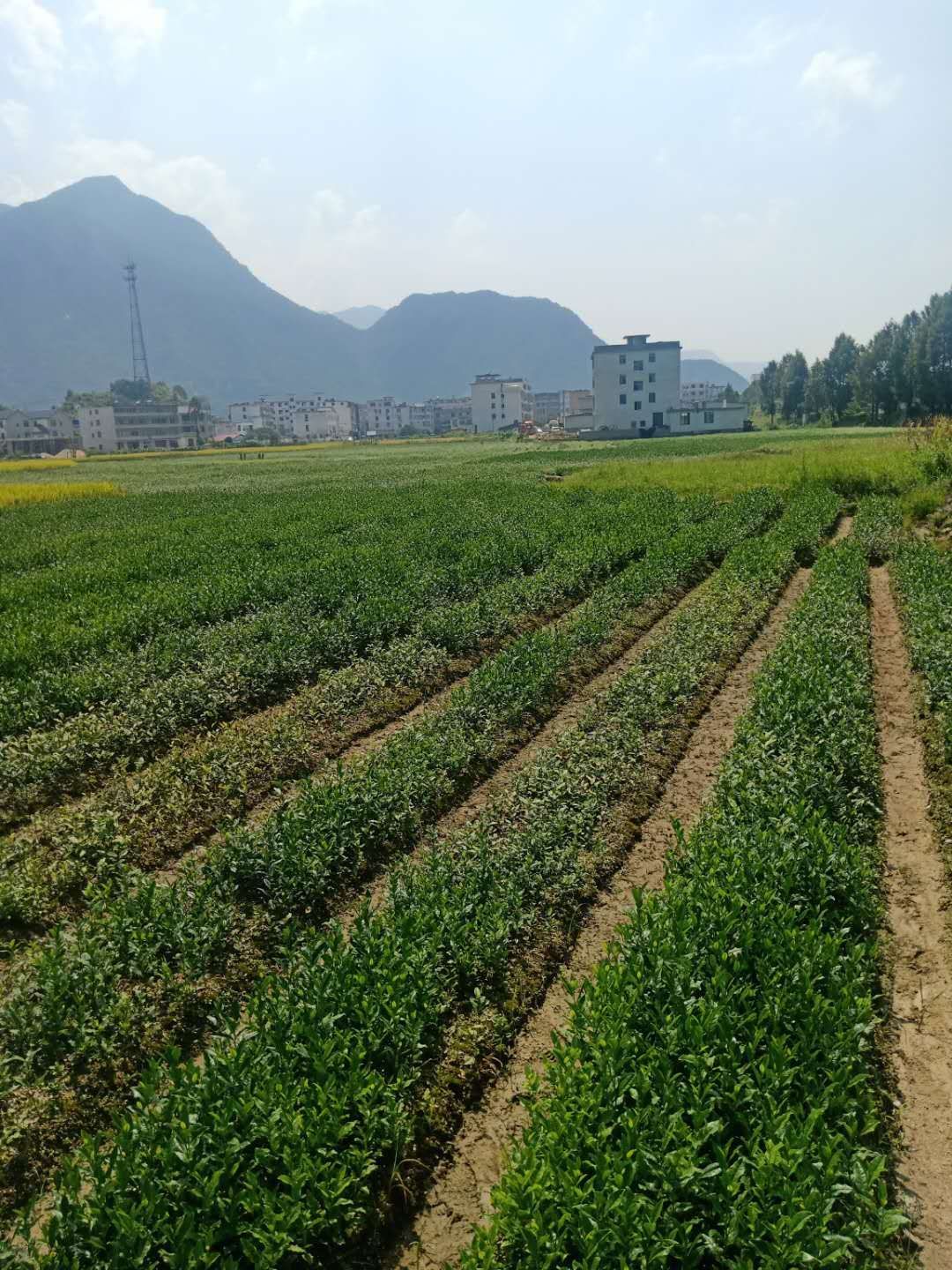 中茶108号茶树苗  茶苗中茶108号，鄂茶1号，绿茶大量供