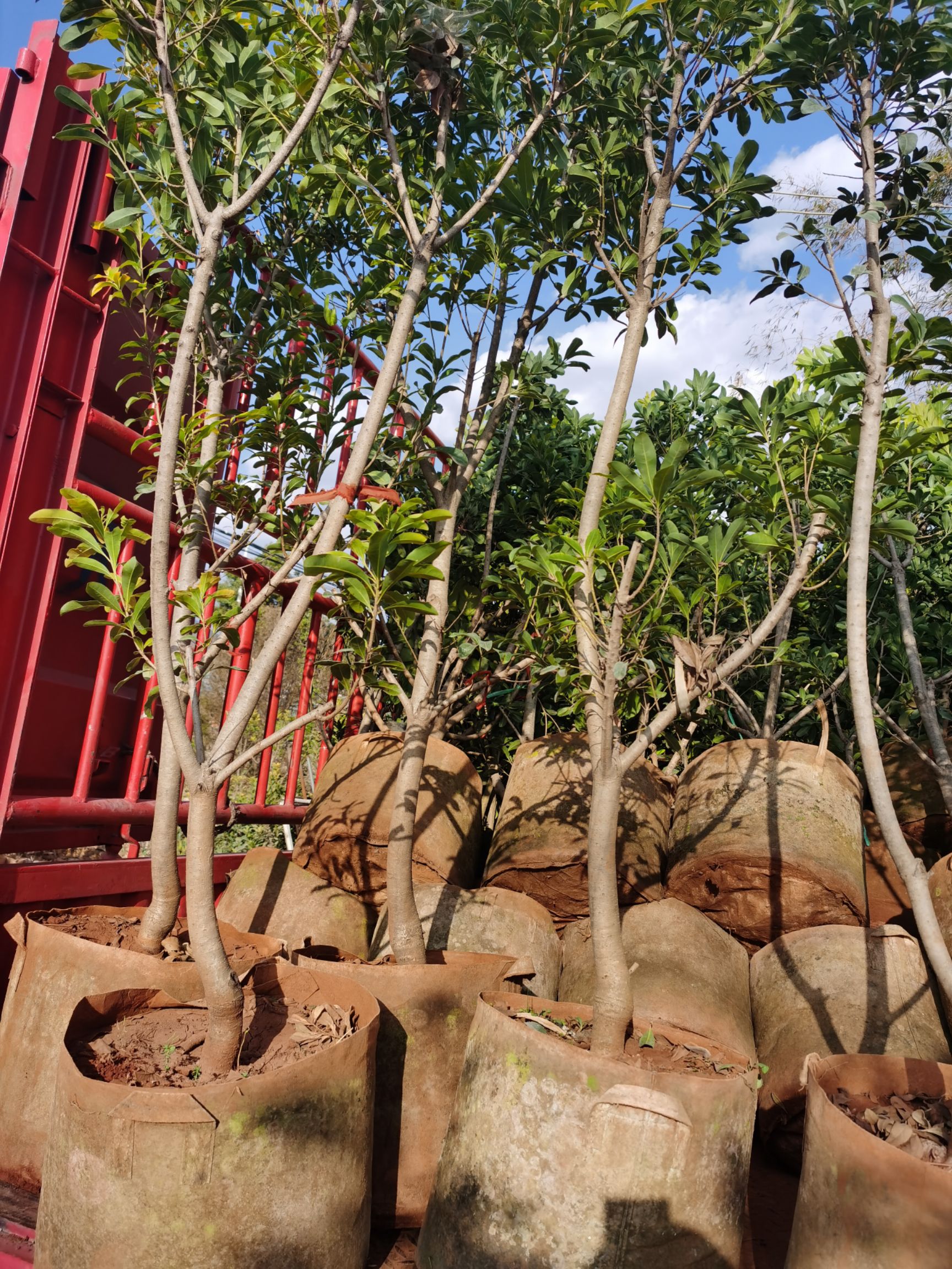 大黑炭杨梅树苗 3分—5分杨梅袋苗  大量出售