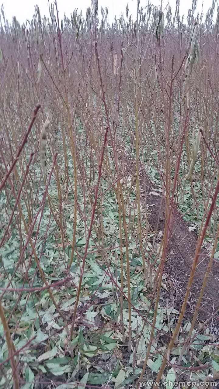 春雪桃树苗  春雪桃是由美国引进的全红、早熟毛桃品种。