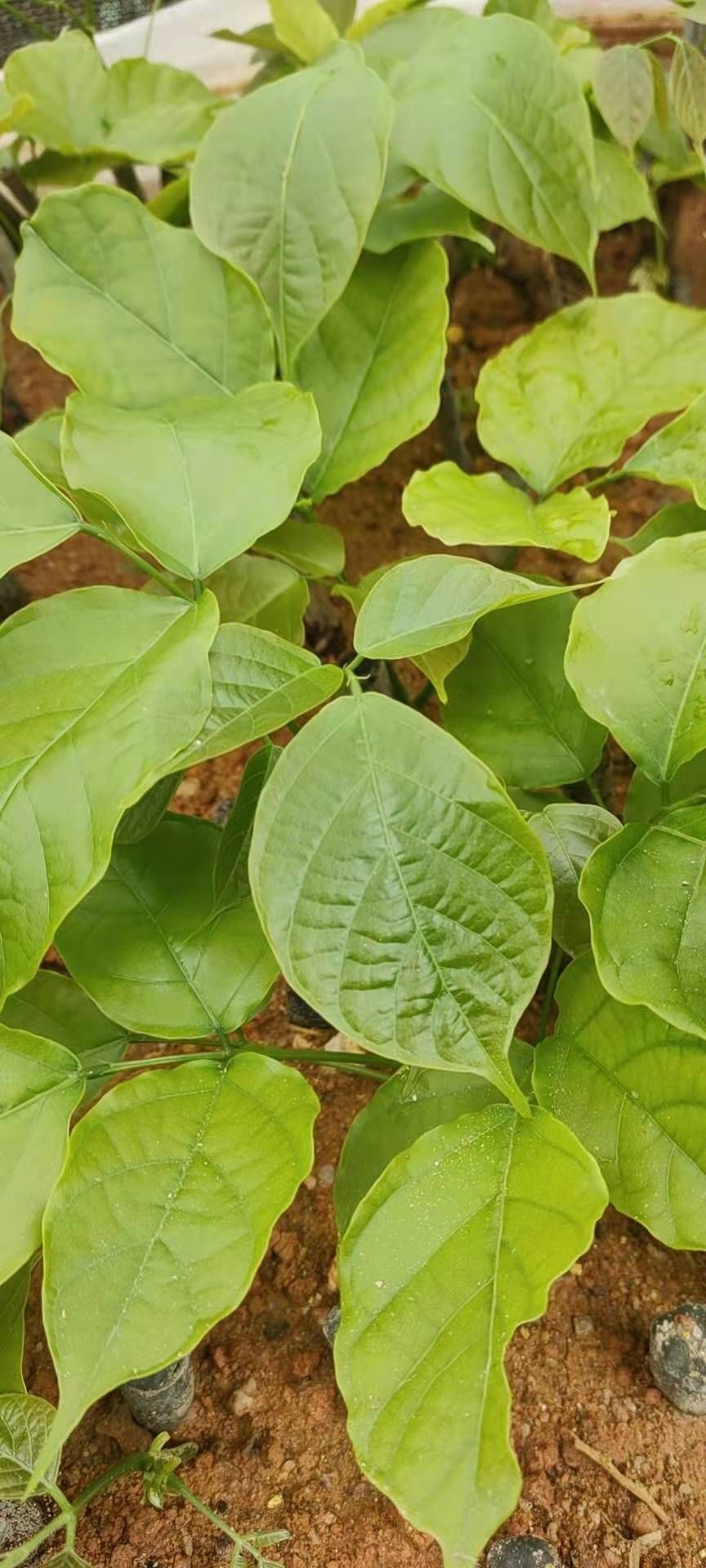 鸡血藤种苗 鸡血藤苗，高丰产，包技术，包回收