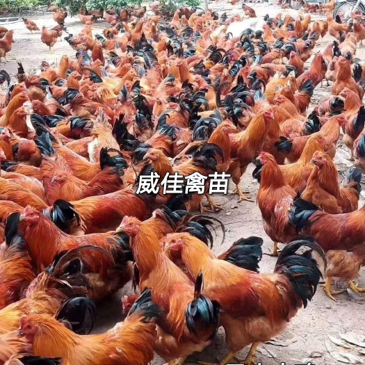 南宁桂香土鸡苗