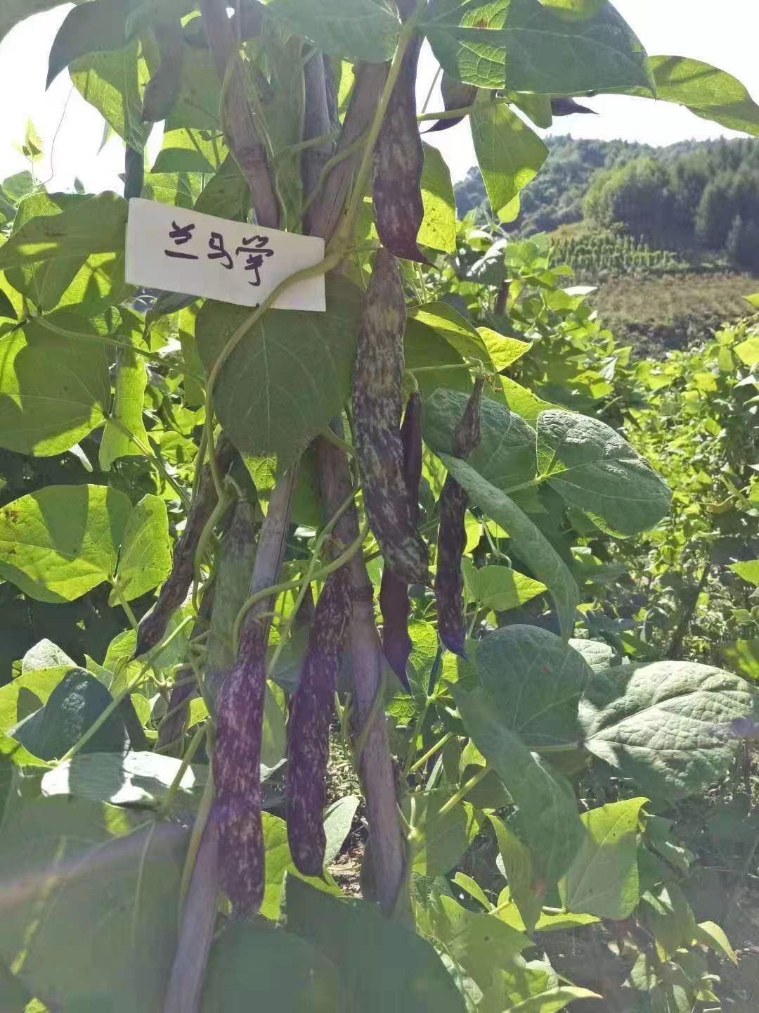 油豆角种子  油豆种子，马掌种子，一点红，绿无丝，白无丝，三扁扁豆