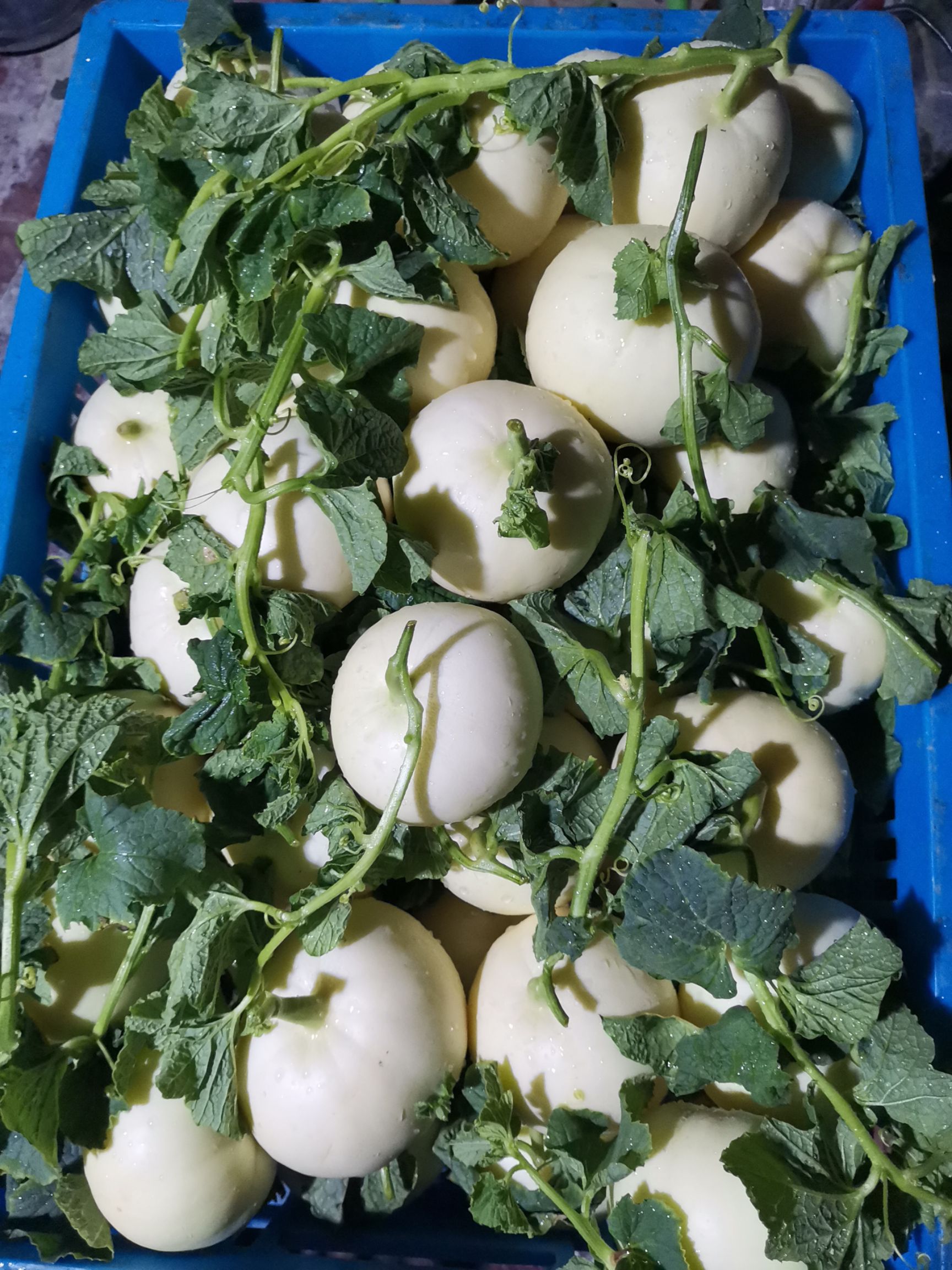 白玉甜瓜  外观白色干净好看，甜瓜个大，甜，物美廉价，欢迎来电