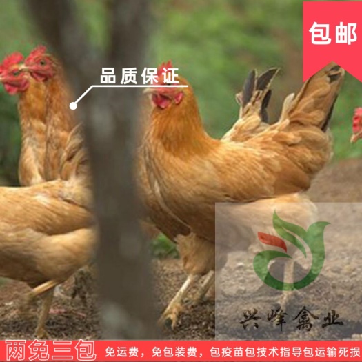 枣阳市一代土鸡苗，皖南黄，黄脚黄羽，孵化场直供