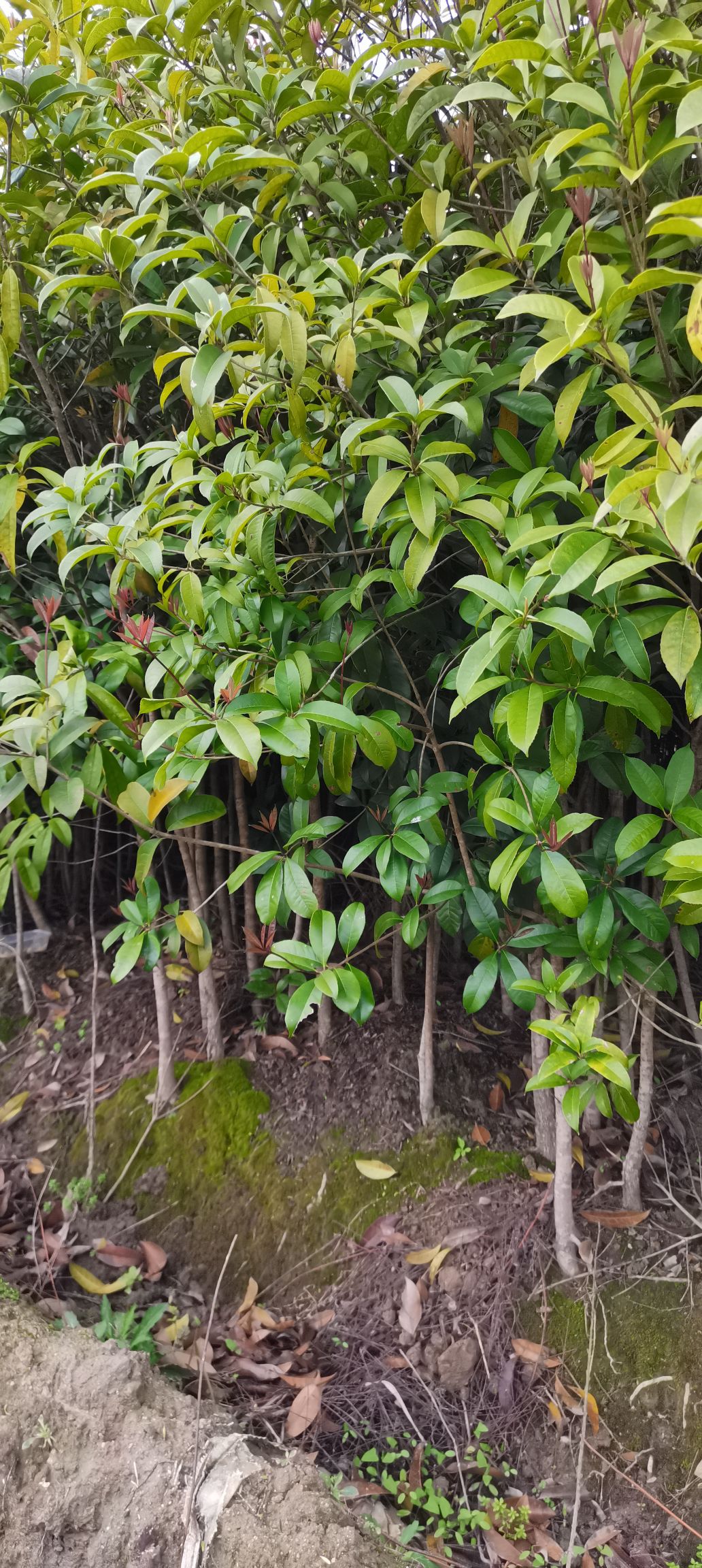 桂花树苗  大量供应2-3公分桂花，主营罗汉松，枫香，木荷，桂花，檫木